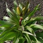 Fritillaria imperialis Natur