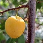 Prunus brigantina Fruit