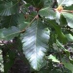 Nothofagus alpina Hoja