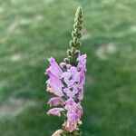 Physostegia virginiana 花