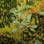 Lachemilla diplophylla