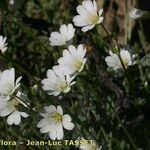 Cerastium gibraltaricum Blüte