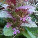 Ajuga pyramidalis Kukka