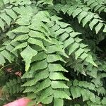 Adiantum trapeziforme पत्ता