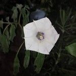 Datura discolor Kukka