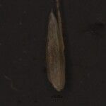 Agrostis pilosula Frukt