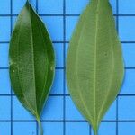 Miconia cinnamomifolia 葉