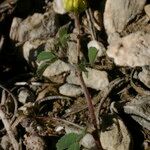 Medicago coronata Staniste