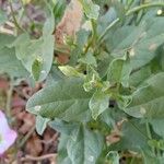 Convolvulus arvensis Blad