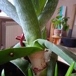 Aloe vera Листок