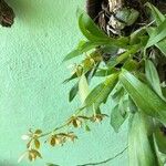 Encyclia tampensis Frunză