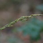 Patzkea paniculata ഫലം