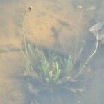 Vallisneria spiralis 葉