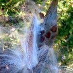 Asclepias curassavica Fruit