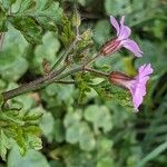 Geranium purpureum Květ