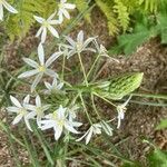 Ornithogalum narbonense Flower