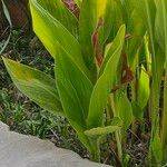 Canna glauca Folha