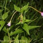 Epilobium duriaei Pokrój