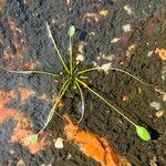 Limosella aquatica Leaf