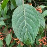 Hamelia patens Leaf
