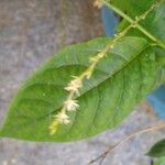 Petiveria alliacea Flower