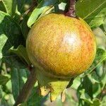 Punica granatum Фрукт