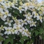 Clematis montanaফুল