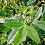 Cleome dodecandra Leaf