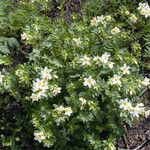 Polemonium carneum Habitat