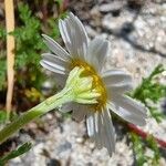 Cladanthus mixtus Λουλούδι