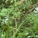 Carex pendula പുഷ്പം