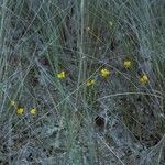 Utricularia subulata Hàbitat