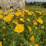 Glebionis coronaria Blomst