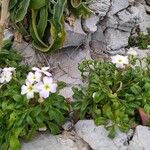 Malcolmia flexuosa Blatt