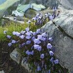 Campanula cochleariifoliaFleur