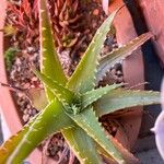 Aloe × spinosissima Hoja