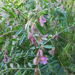 Vicia pannonica Цвят