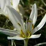 Colchicum hungaricum Flower