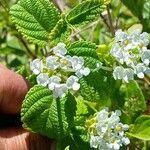 Lantana involucrata Žiedas