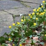 Eranthis hyemalis Habit