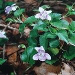 Viola anagae