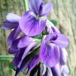 Medicago sativaFlower