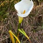 Zantedeschia aethiopicaKvet