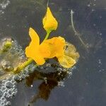 Utricularia brennensis