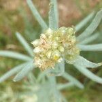 Pseudognaphalium undulatum Flower