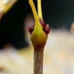 Acer saccharum Bark