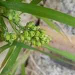 Panicum miliaceum Frukt