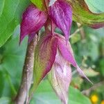 Leycesteria formosa Blüte