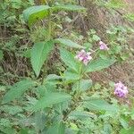 Lantana trifolia Habit