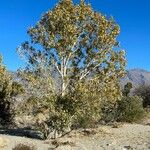 Populus fremontii Blatt